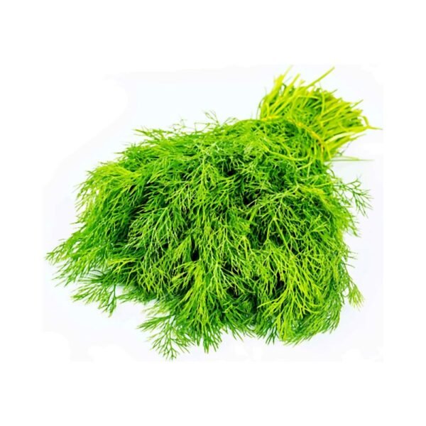 شبت طازج (حزمة)
