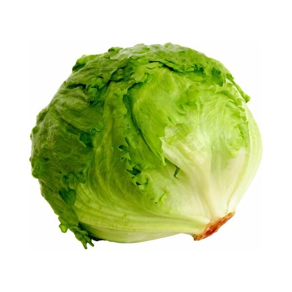 خس آيسبرغ محلي طازج
